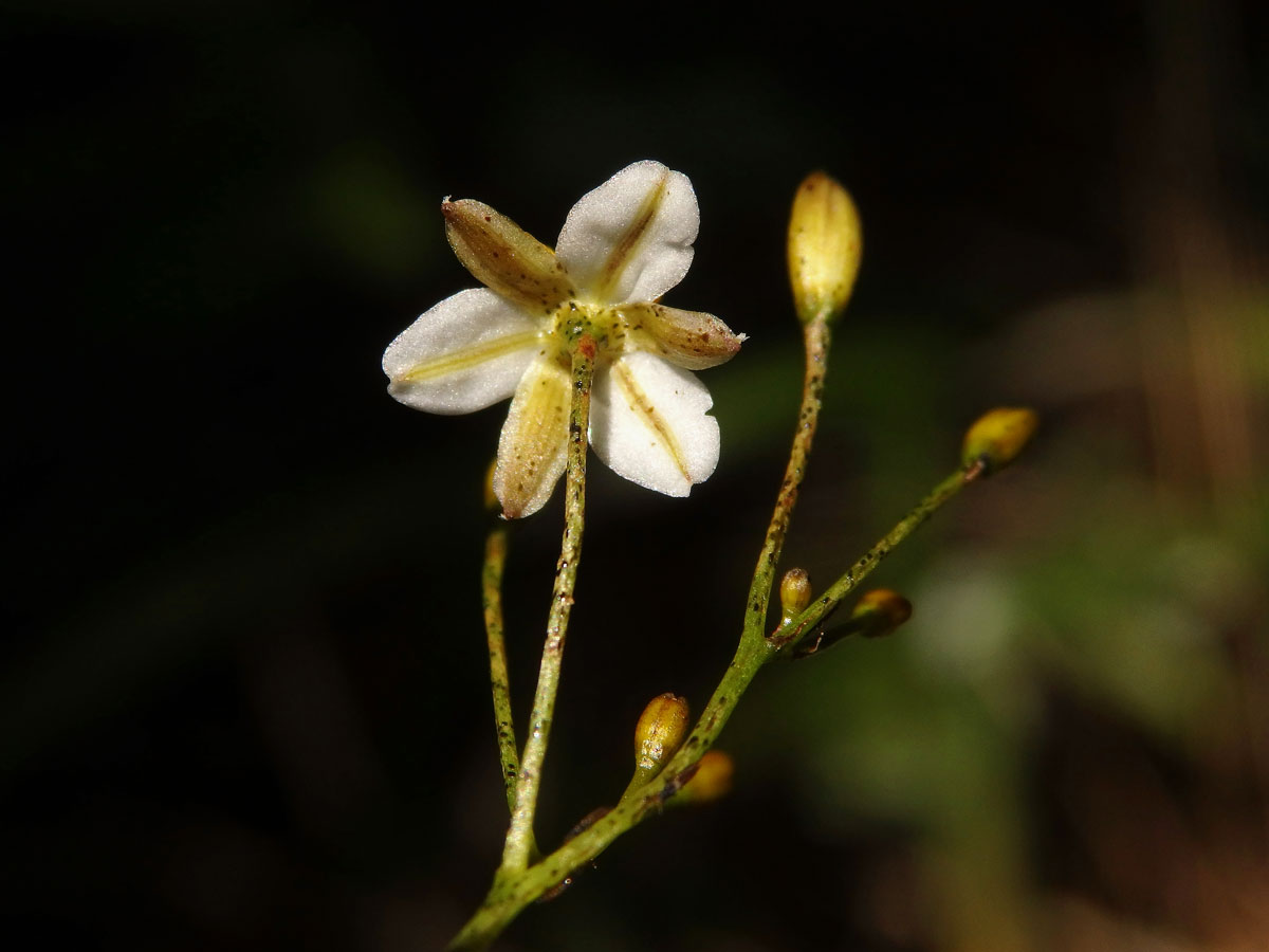 Takara (Dianella haematica Heenan & de Lange)