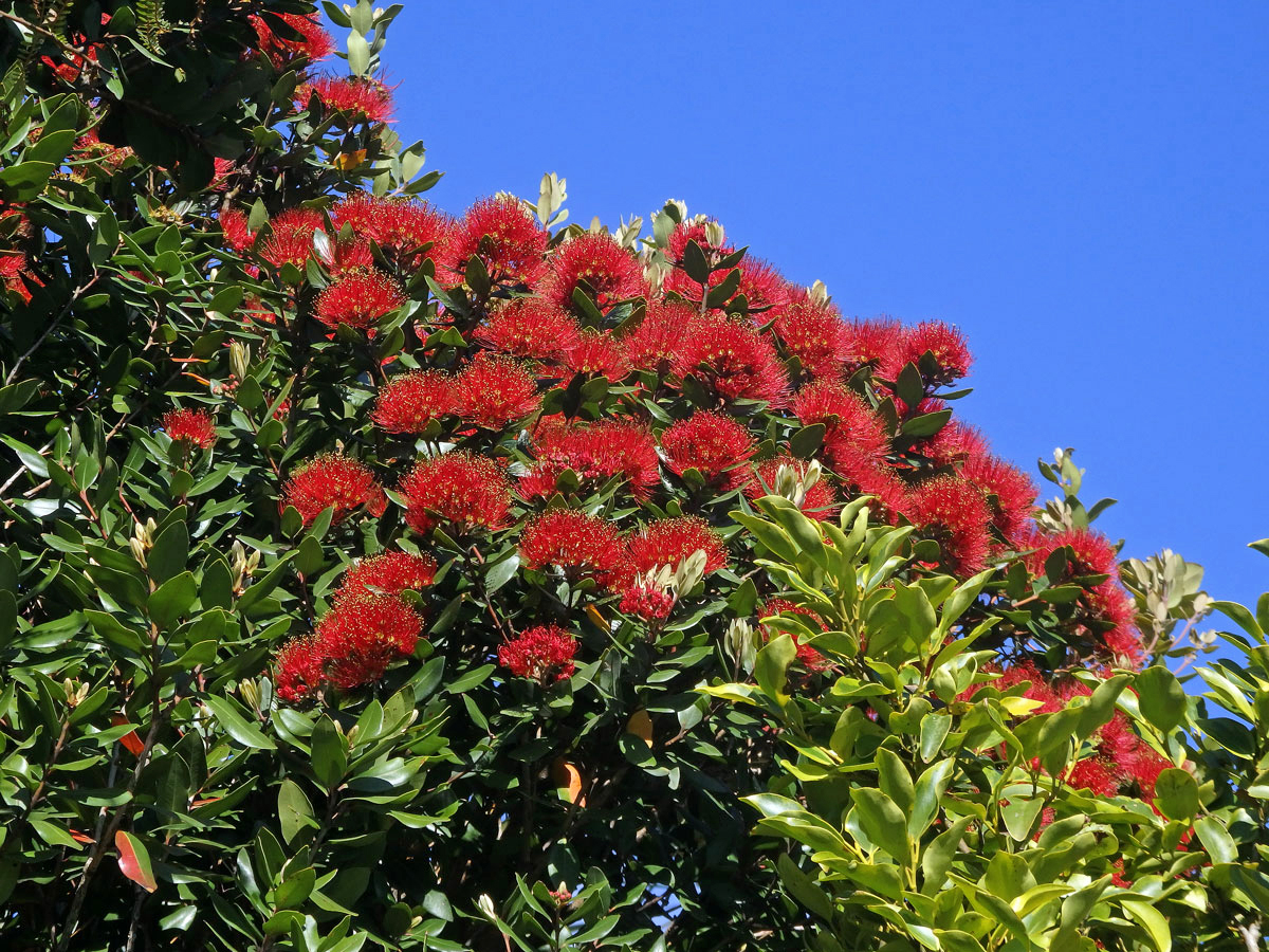 Železnec (Metrosideros umbellata Cav.)