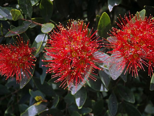 Železnec (Metrosideros umbellata Cav.)