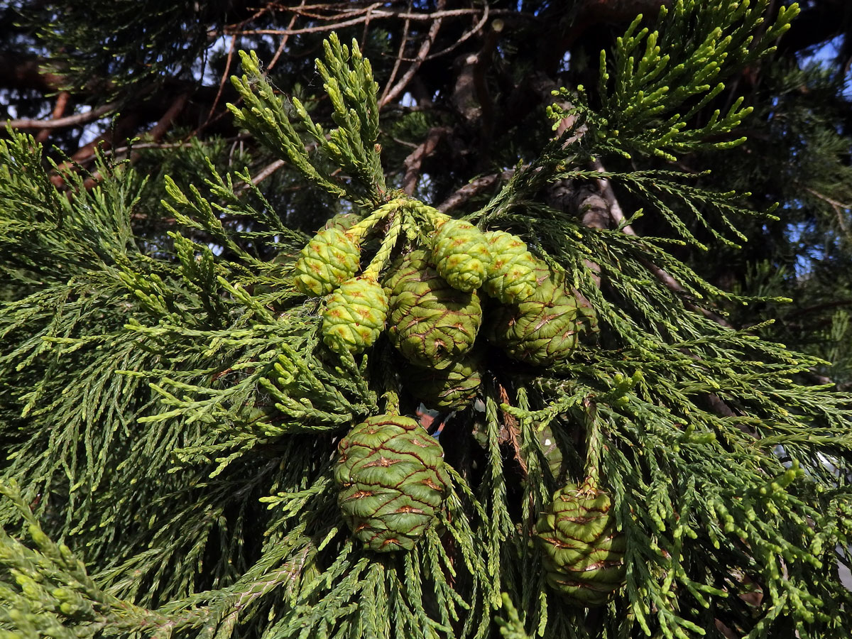 Sekvojovec obrovský (Sequoiadendron giganteum (Lindl.) Buchholz)