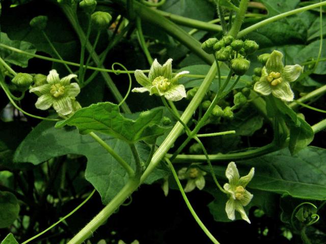 Posed dvoudomý (Bryonia dioica Jacq.) - vyšší počet korunních lístků