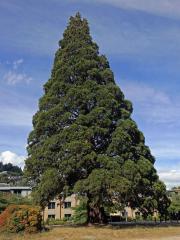 Sekvojovec obrovský (Sequoiadendron giganteum (Lindl.) Buchholz)