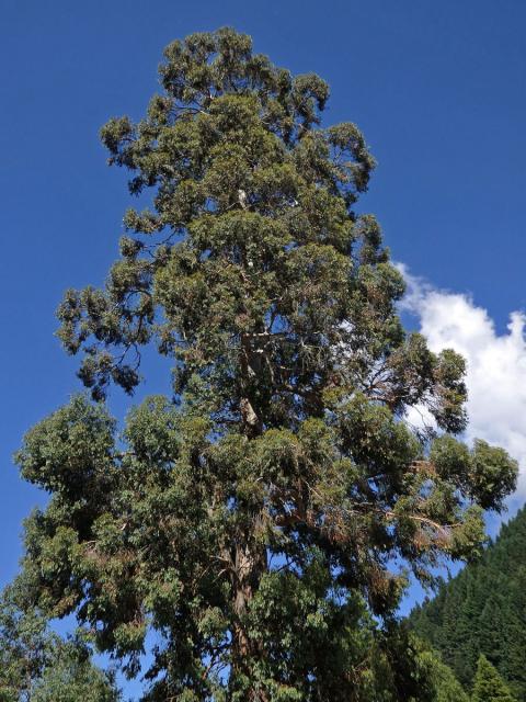 Sekvojovec obrovský (Sequoiadendron giganteum (Lindl.) Buchholz)