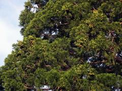 Sekvojovec obrovský (Sequoiadendron giganteum (Lindl.) Buchholz)