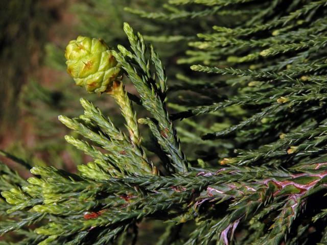 Sekvojovec obrovský (Sequoiadendron giganteum (Lindl.) Buchholz)