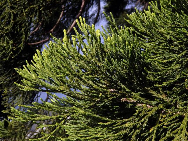 Sekvojovec obrovský (Sequoiadendron giganteum (Lindl.) Buchholz)