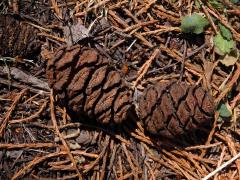 Sekvojovec obrovský (Sequoiadendron giganteum (Lindl.) Buchholz)