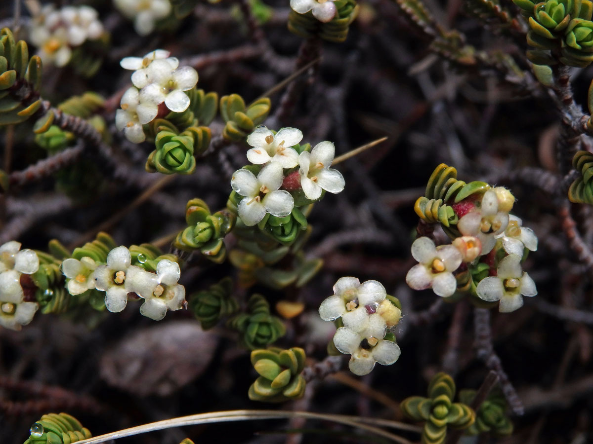 Pimelea microphylla Colenso