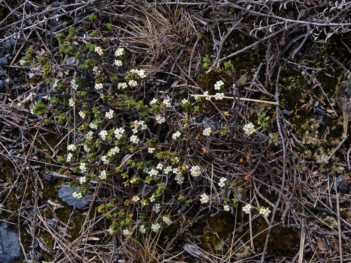 Pimelea microphylla Colenso