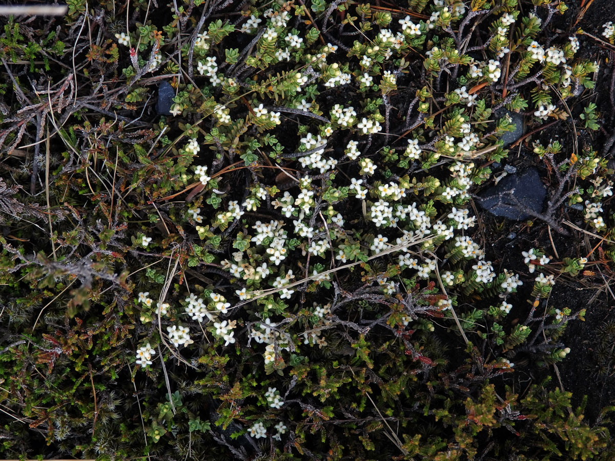 Pimelea microphylla Colenso