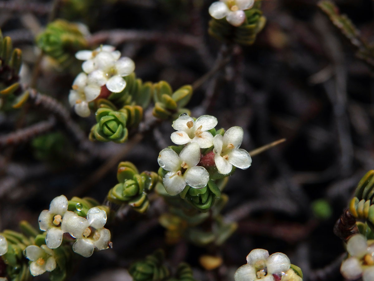 Pimelea microphylla Colenso