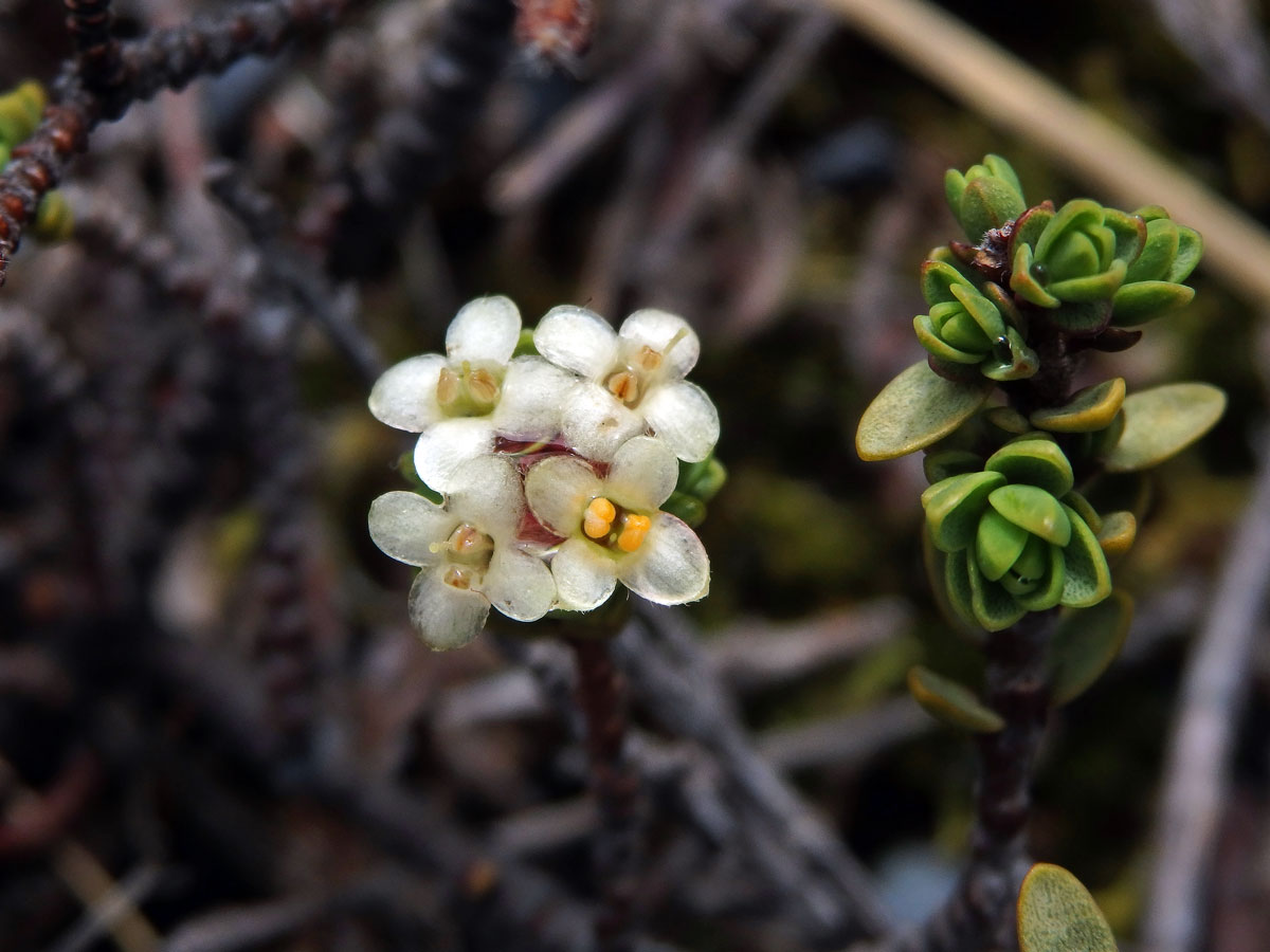 Pimelea microphylla Colenso