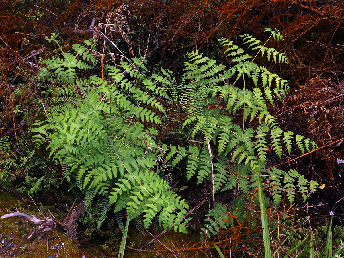 Histiopteris incisa (Thunb.) J. Sm.