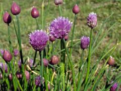 Pažitka pobřežní (Allium schoenoprasum L.)