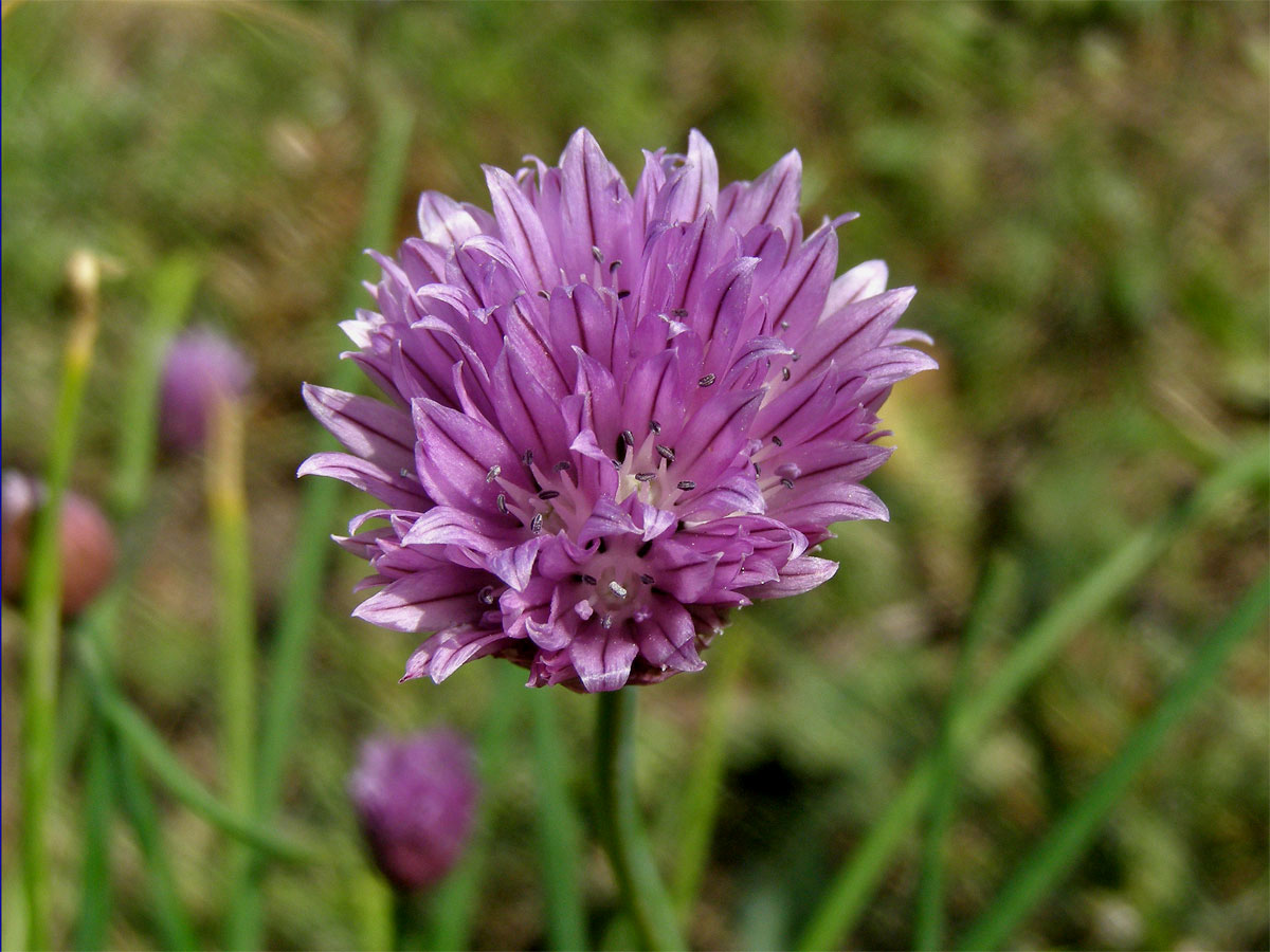 Pažitka pobřežní (Allium schoenoprasum L.)