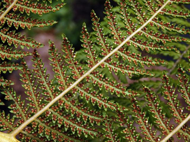 Dicksonia fibrosa Colenso