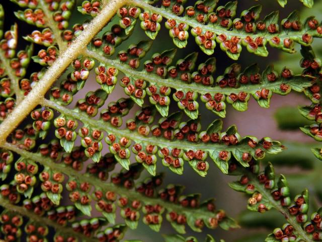 Dicksonia fibrosa Colenso