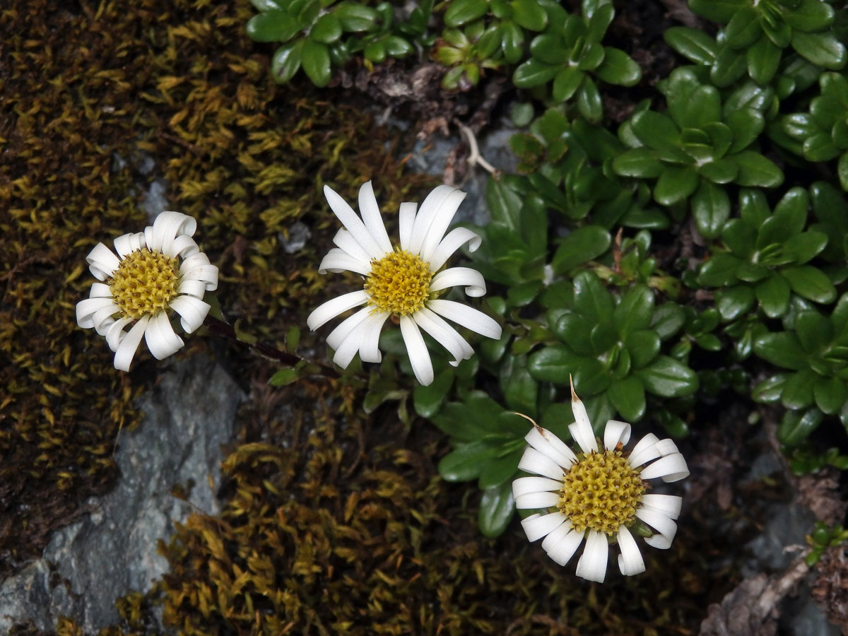 Celmisia bellidioides Hook. f.