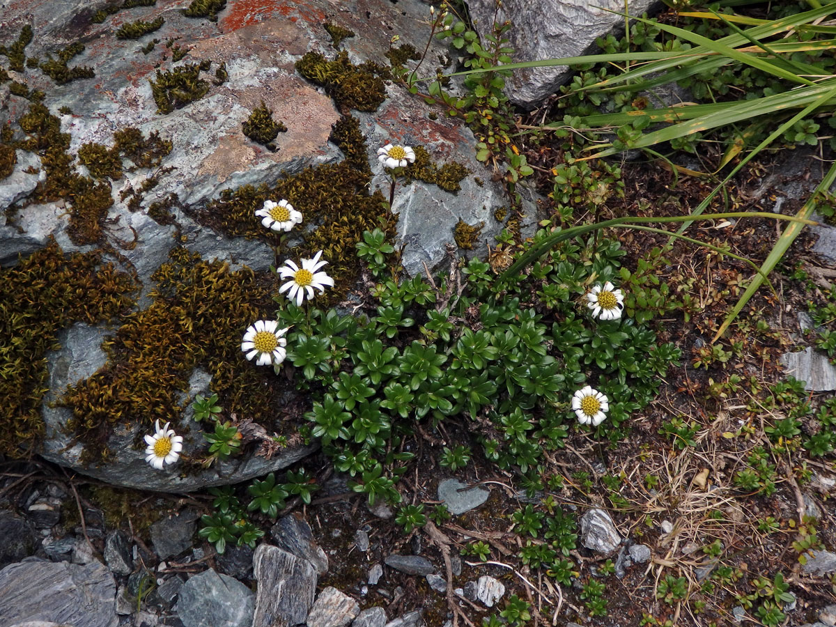 Celmisia bellidioides Hook. f.