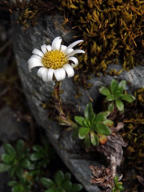 Celmisia bellidioides Hook. f.