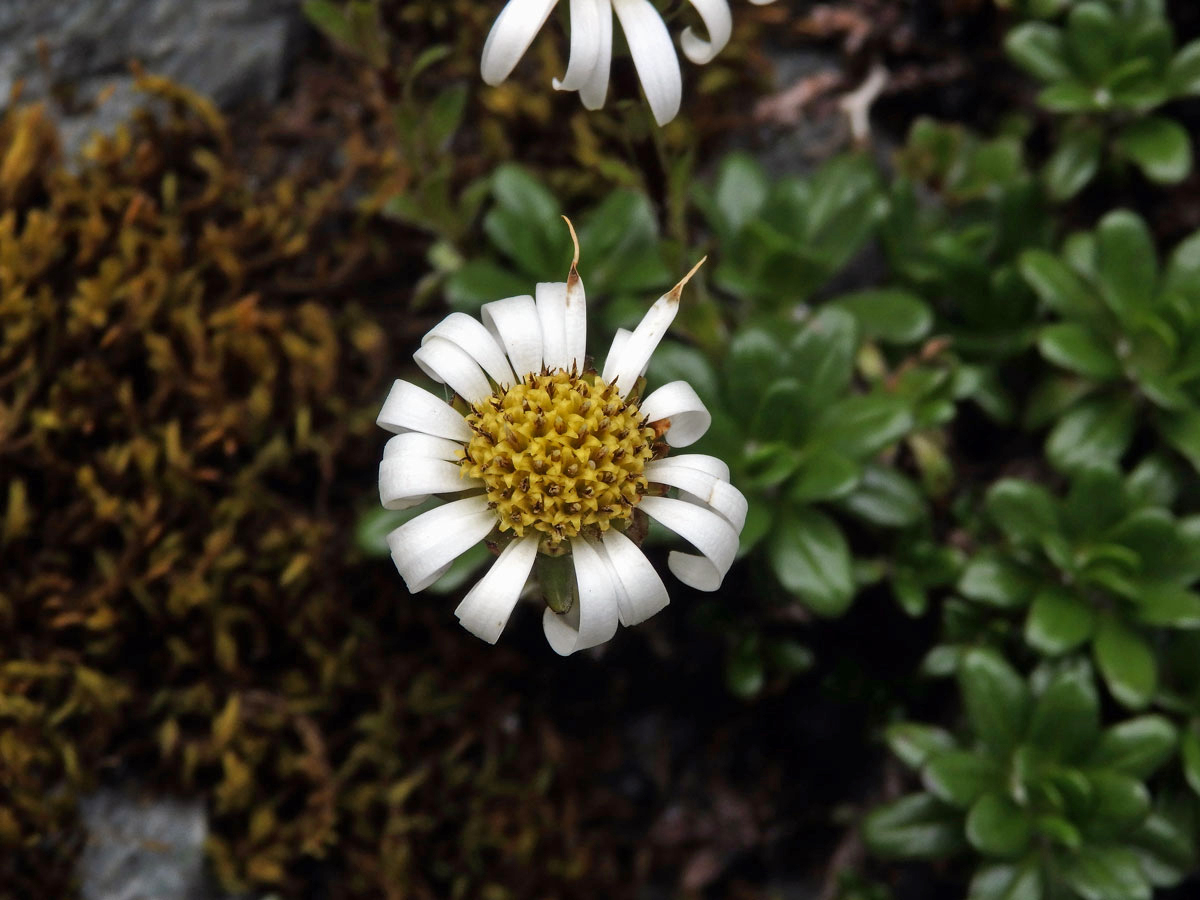 Celmisia bellidioides Hook. f.