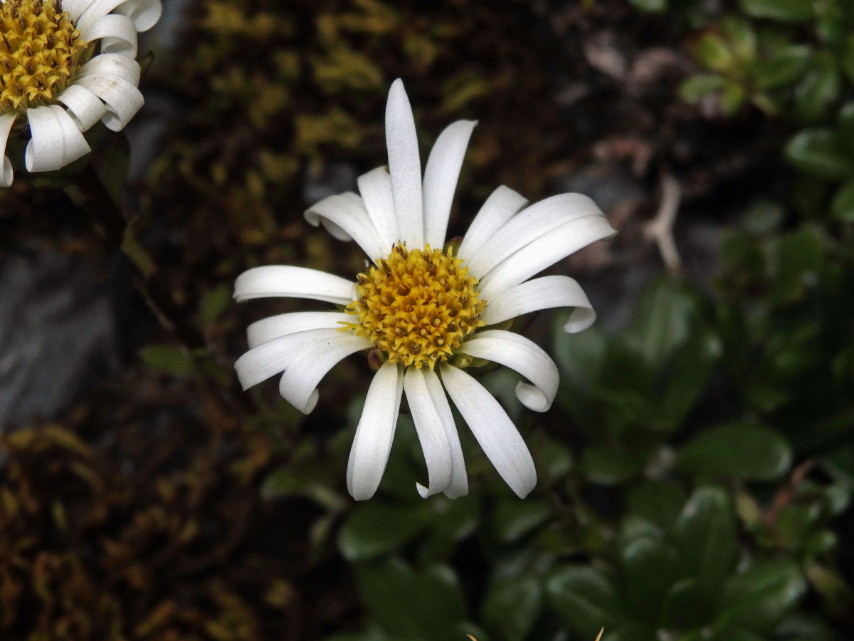 Celmisia bellidioides Hook. f.