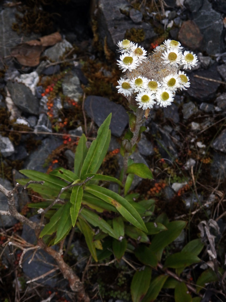 Anaphalioides trinervis (G. Forst.) Anderb.