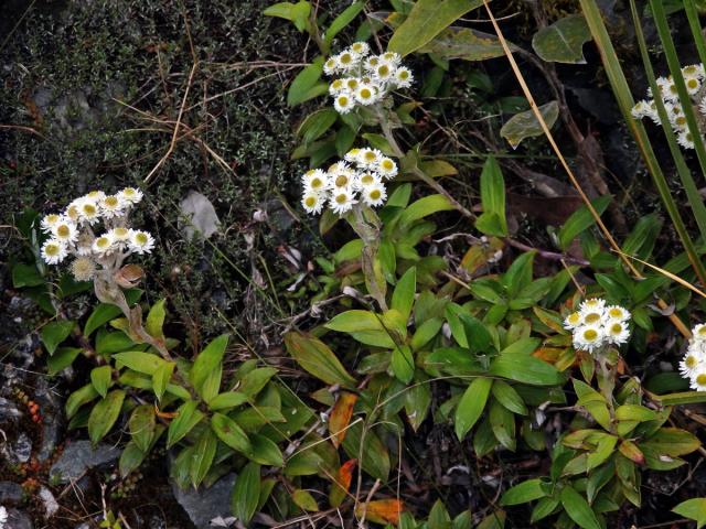 Anaphalioides trinervis (G. Forst.) Anderb.