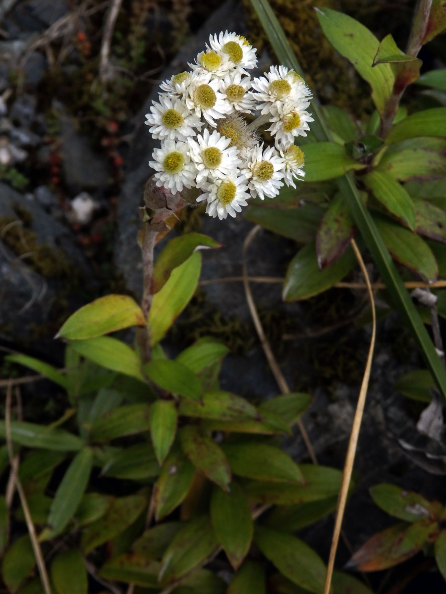 Anaphalioides trinervis (G. Forst.) Anderb.