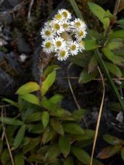 Anaphalioides trinervis (G. Forst.) Anderb.