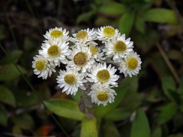 Anaphalioides trinervis (G. Forst.) Anderb.