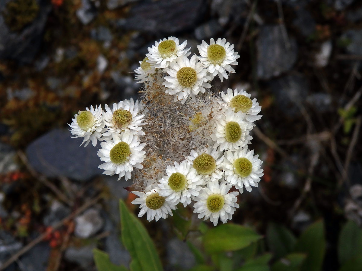 Anaphalioides trinervis (G. Forst.) Anderb.