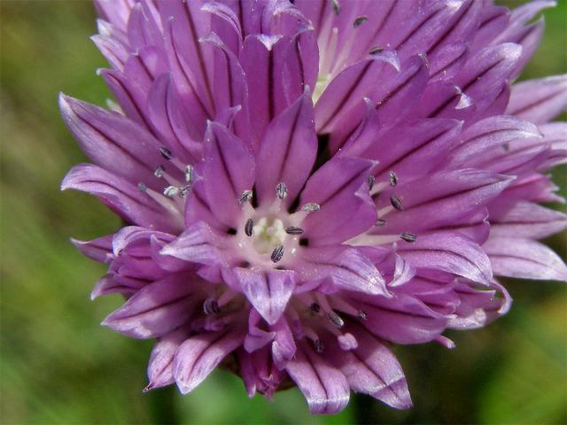 Pažitka pobřežní (Allium schoenoprasum L.)