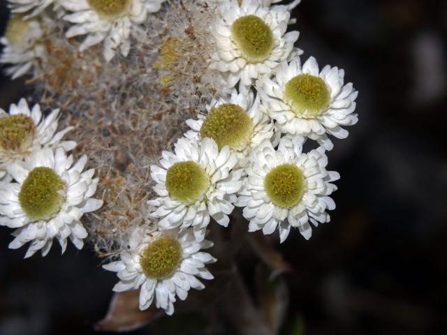 Anaphalioides trinervis (G. Forst.) Anderb.