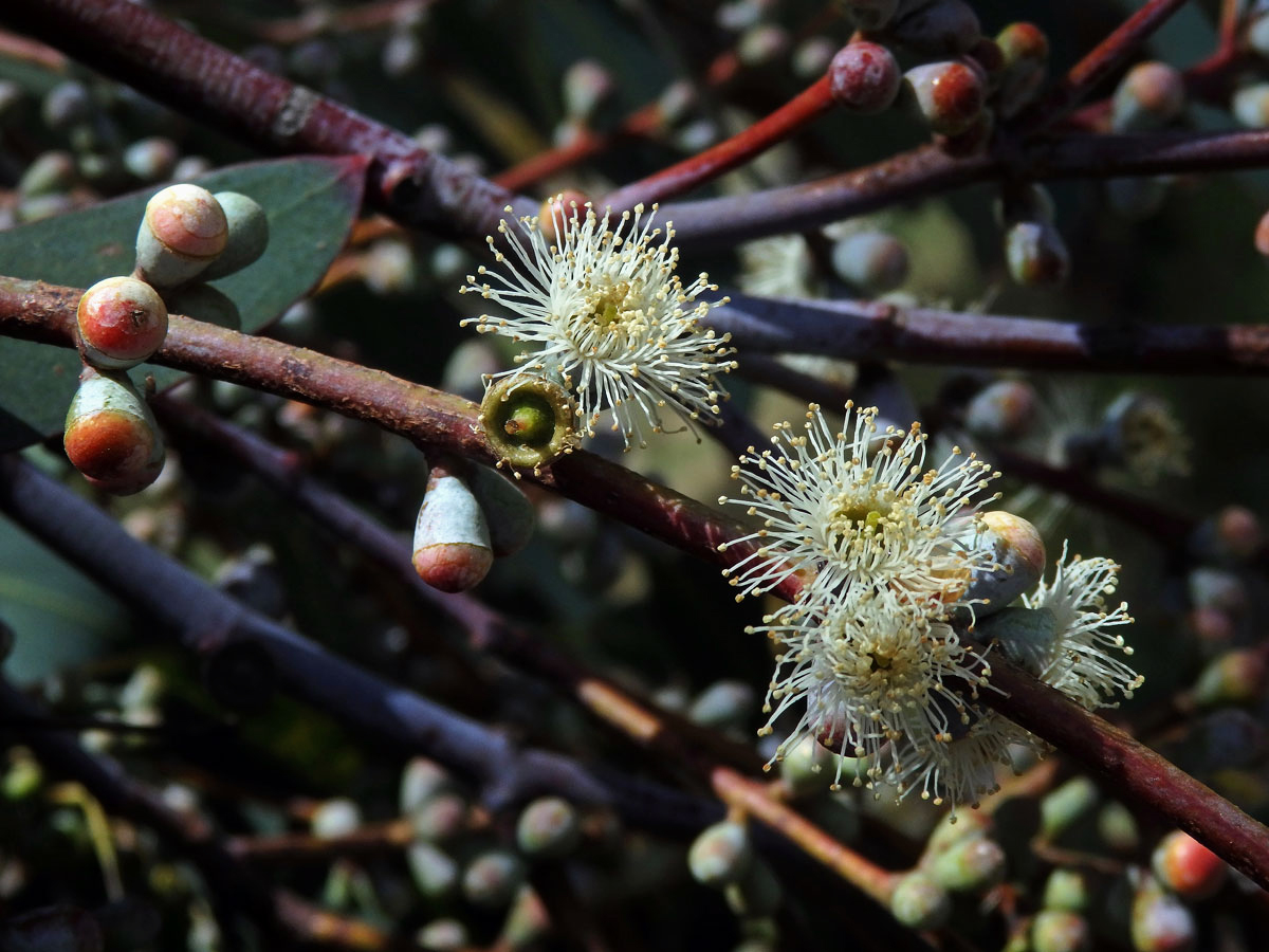 2_Myrtovité: Blahovičník (Eucalyptus)