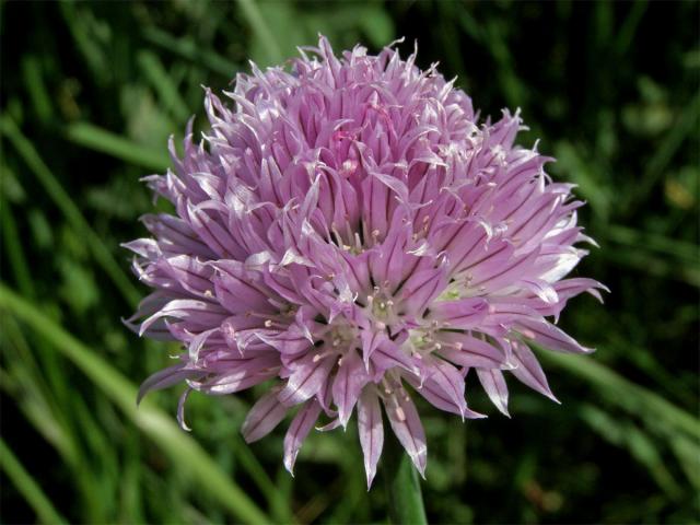 Pažitka pobřežní (Allium schoenoprasum L.)