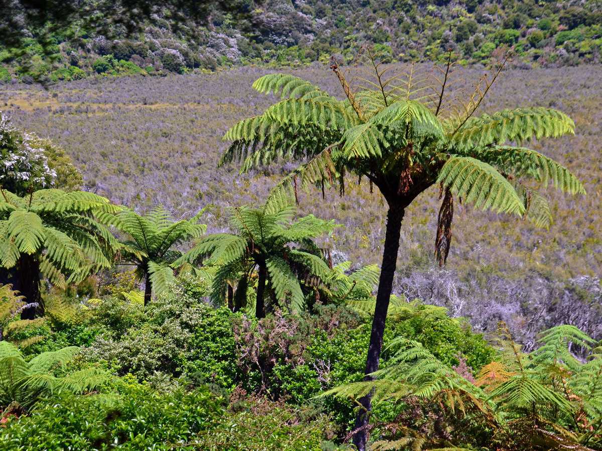 Cyathea medullaris (G. Forst.) Sw.