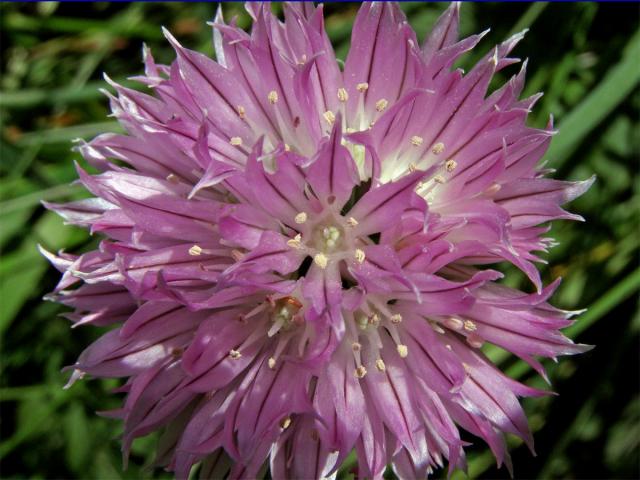 Pažitka pobřežní (Allium schoenoprasum L.)