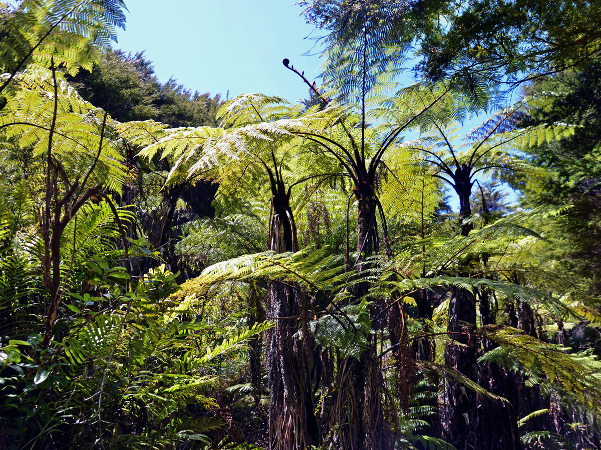 Cyathea medullaris (G. Forst.) Sw.