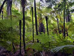 Cyathea medullaris (G. Forst.) Sw.