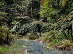 Cyathea medullaris (G. Forst.) Sw.