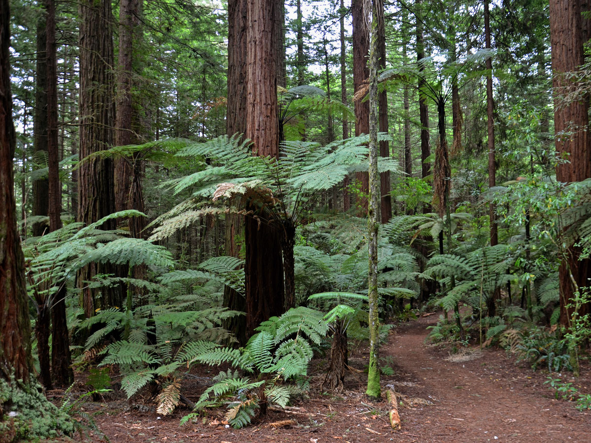 Cyathea medullaris (G. Forst.) Sw.