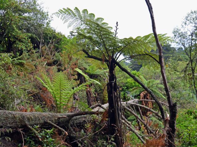 Cyathea medullaris (G. Forst.) Sw.