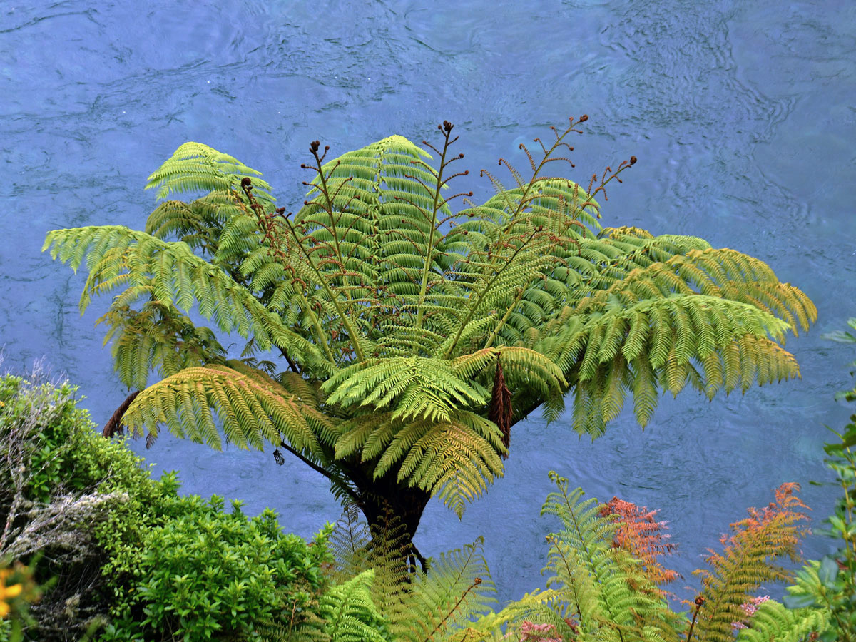 Cyathea medullaris (G. Forst.) Sw.