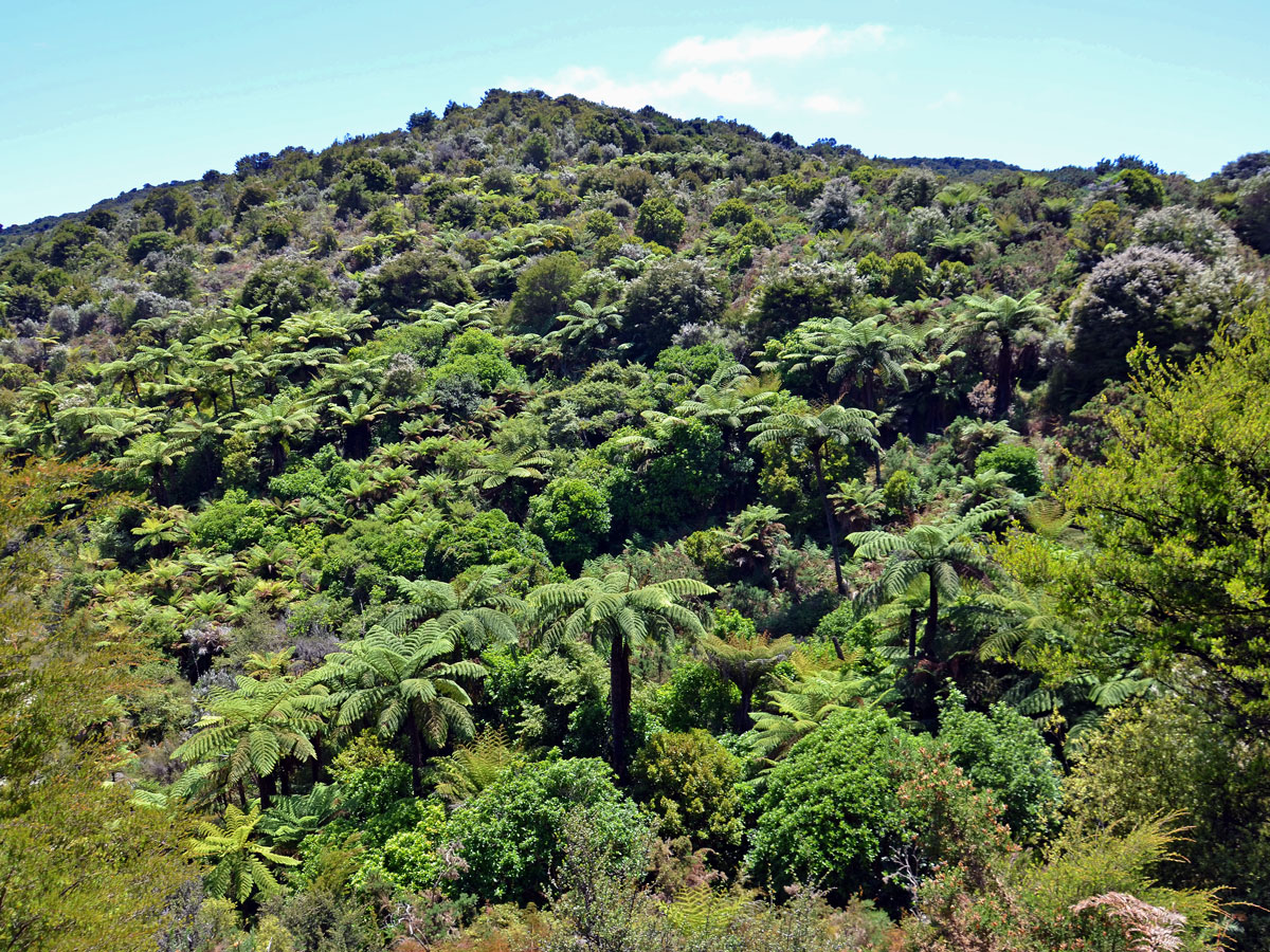 Cyathea medullaris (G. Forst.) Sw.