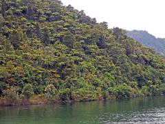 Cyathea medullaris (G. Forst.) Sw.