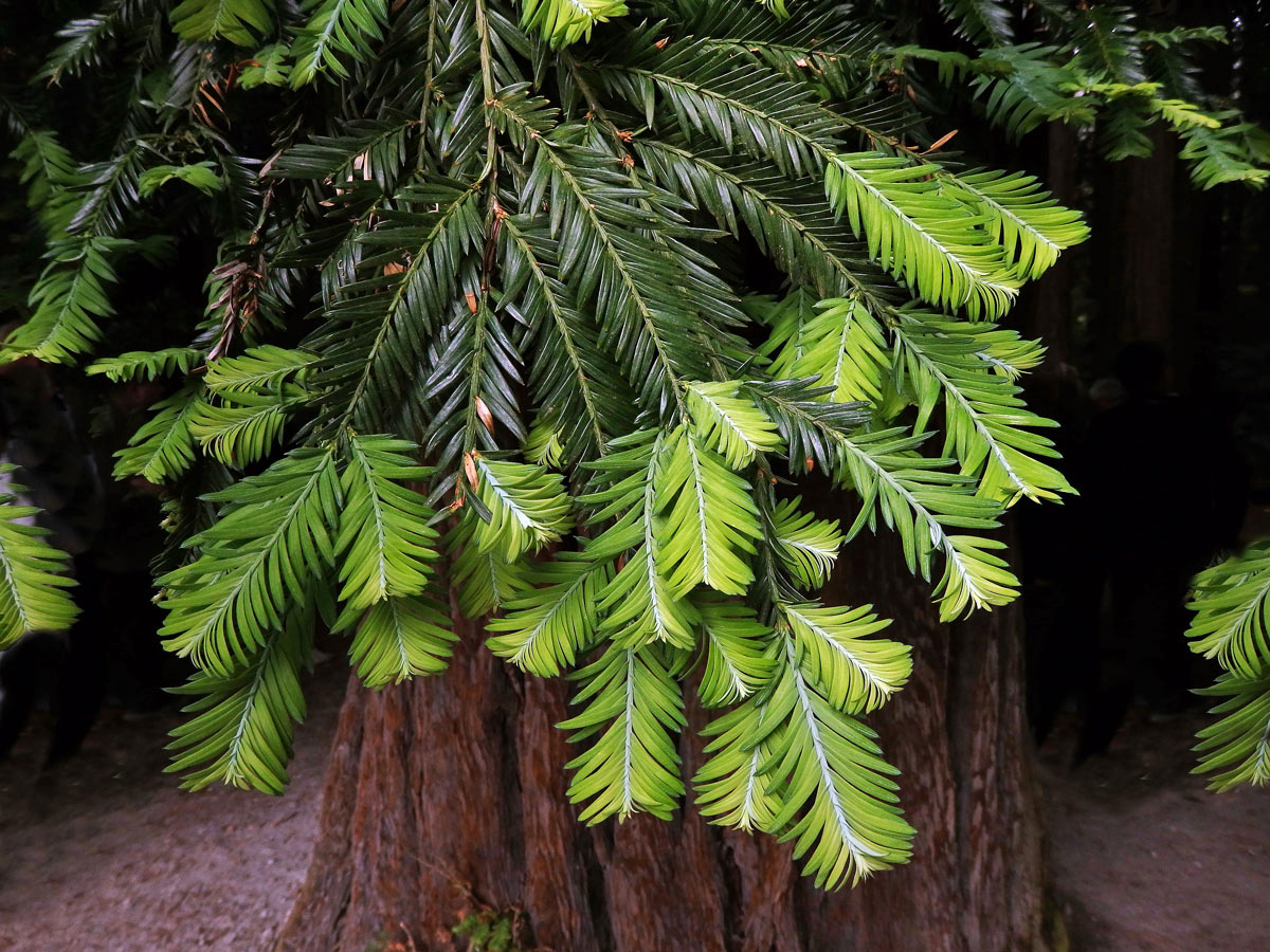 Metasekvoje čínská (Metasequoia glyptostroboides Hu & Cheng)