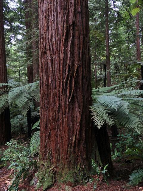 Metasekvoje čínská (Metasequoia glyptostroboides Hu & Cheng)