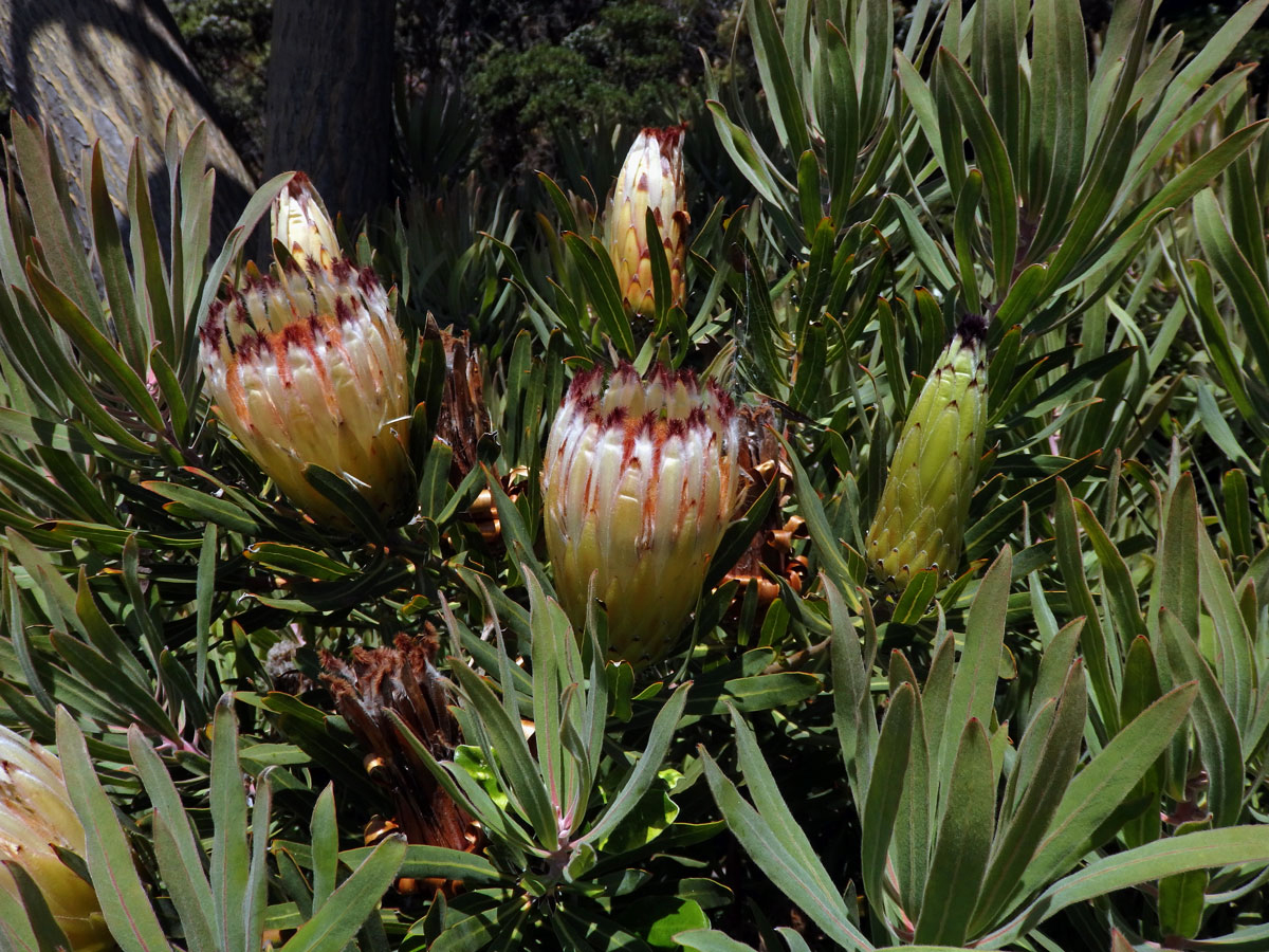 1_Proteaceae