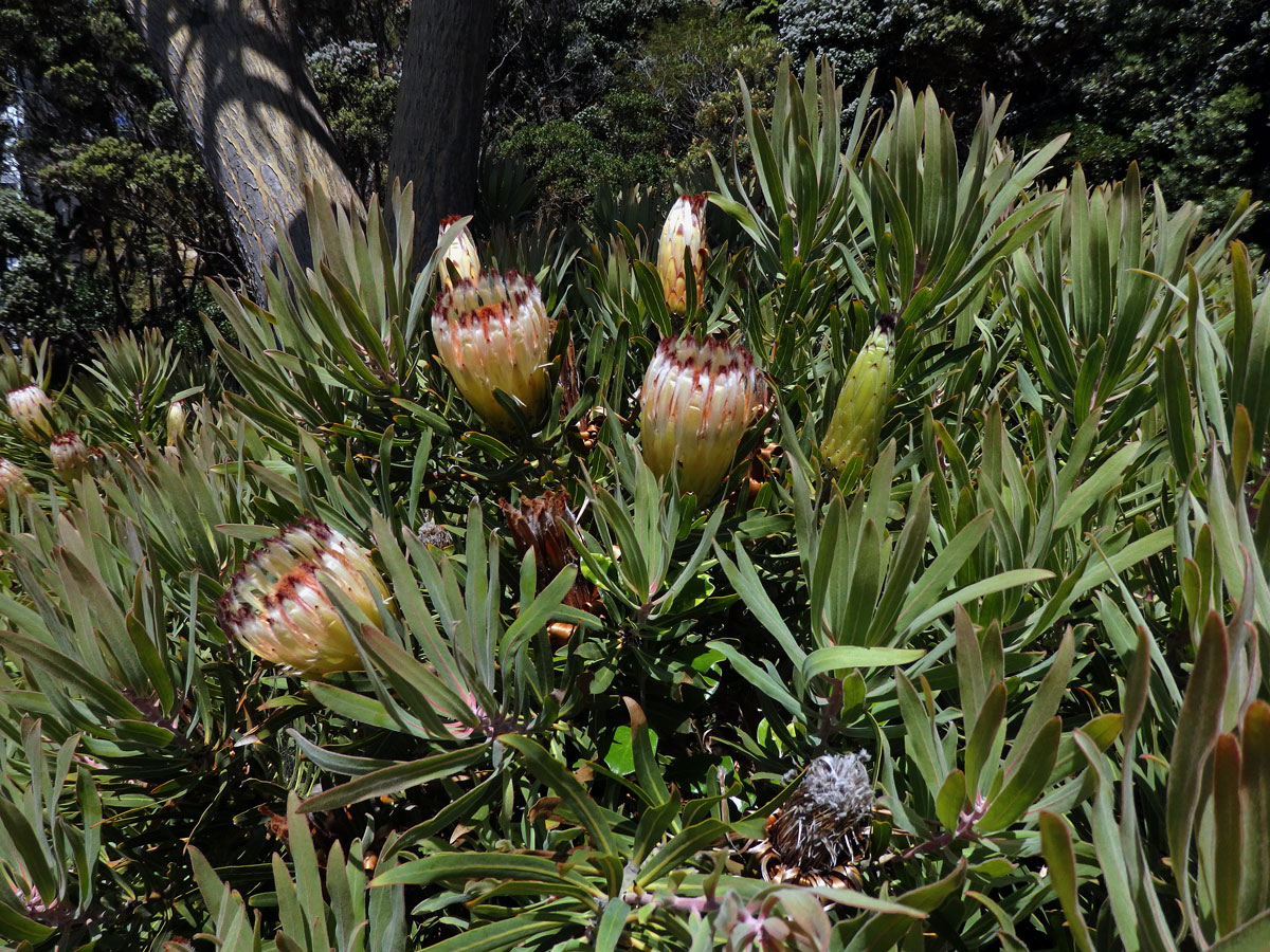 1_Proteaceae